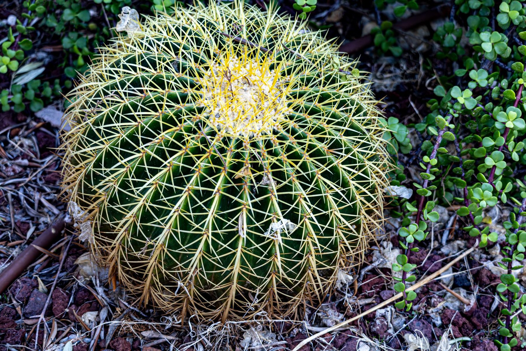 Desert Landscaping & Xeriscape in El Mirage AZ