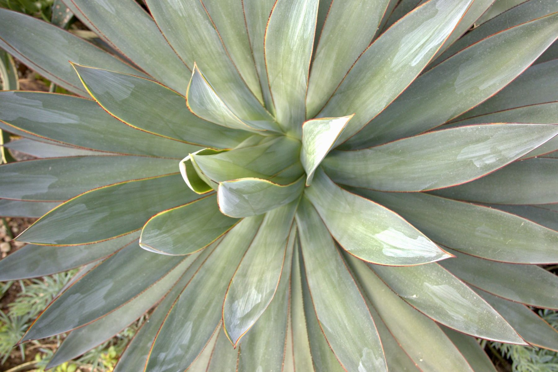 Desert xeriscape design in El Mirage, AZ